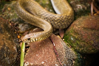 Snake closeup